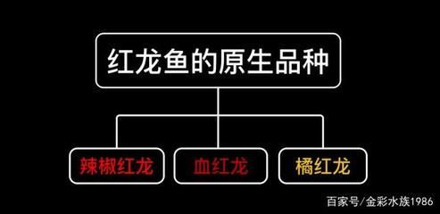 紅龍魚鱗片底色（關于紅龍魚鱗片底色的詳細介紹） 紅龍魚鱗片底色（關于紅龍魚鱗片底色的詳細介紹） 龍魚百科 第6張