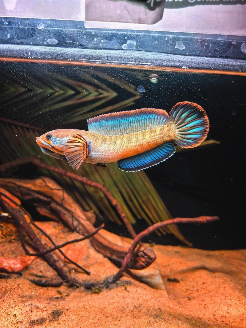 紅色雷龍魚圖片高清大圖
