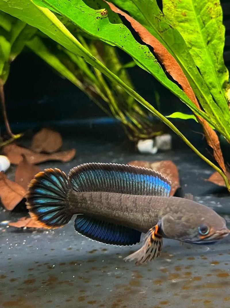 紅色雷龍魚圖片高清大圖