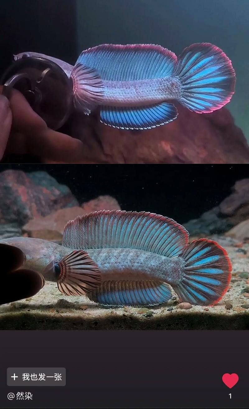 紅色雷龍魚圖片高清大圖