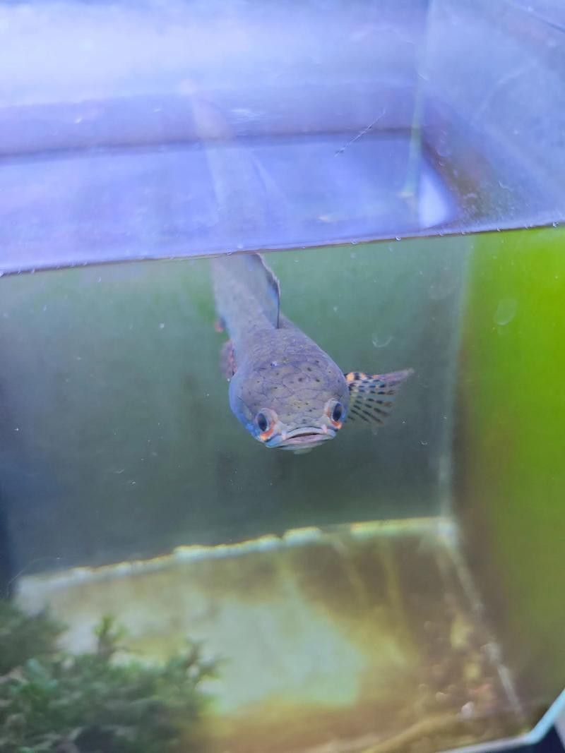 紅色雷龍魚圖片高清大圖