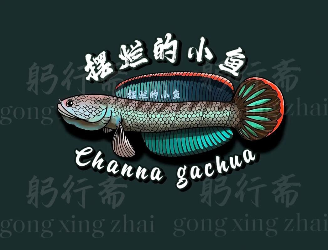 紅色雷龍魚圖片高清大圖
