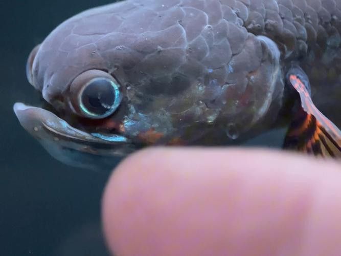 紅色雷龍魚圖片高清大圖