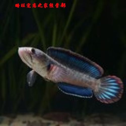 紅色雷龍魚圖片高清大圖