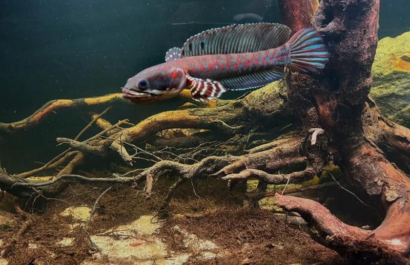 紅色雷龍魚圖片高清大圖