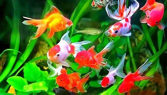 魚擺件是陰氣最重的東西嗎 魚擺件是陰氣最重的東西嗎 龍魚百科 第2張