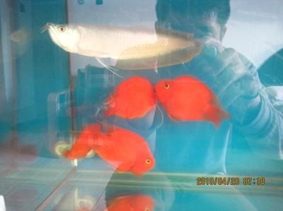 龍魚鸚鵡混養怎么搭配數量：龍魚鸚鵡混養怎么搭配數量龍魚鸚鵡混養怎么搭配