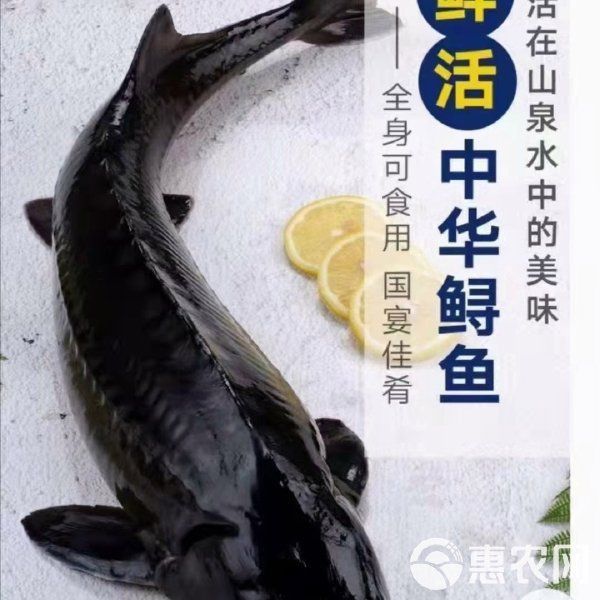鱘龍魚價格表2023