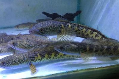 雷龍魚是什么樣子的（雷龍魚的繁殖方法是什么雷龍魚的飼養技巧有哪些）