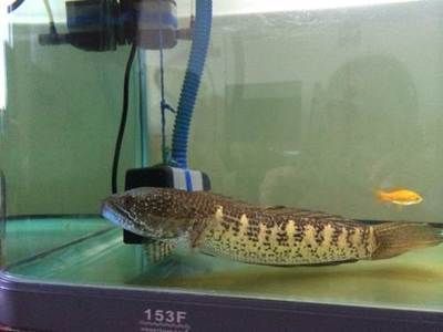 雷龍魚是什么樣子的（雷龍魚的繁殖方法是什么雷龍魚的飼養技巧有哪些）