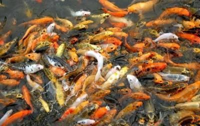 中國(guó)最貴紅龍魚(yú)7000萬(wàn)元一條多少錢(qián)：中國(guó)批發(fā)龍魚(yú)的地點(diǎn)主要集中在一些大型的城市如廣州、北京等地