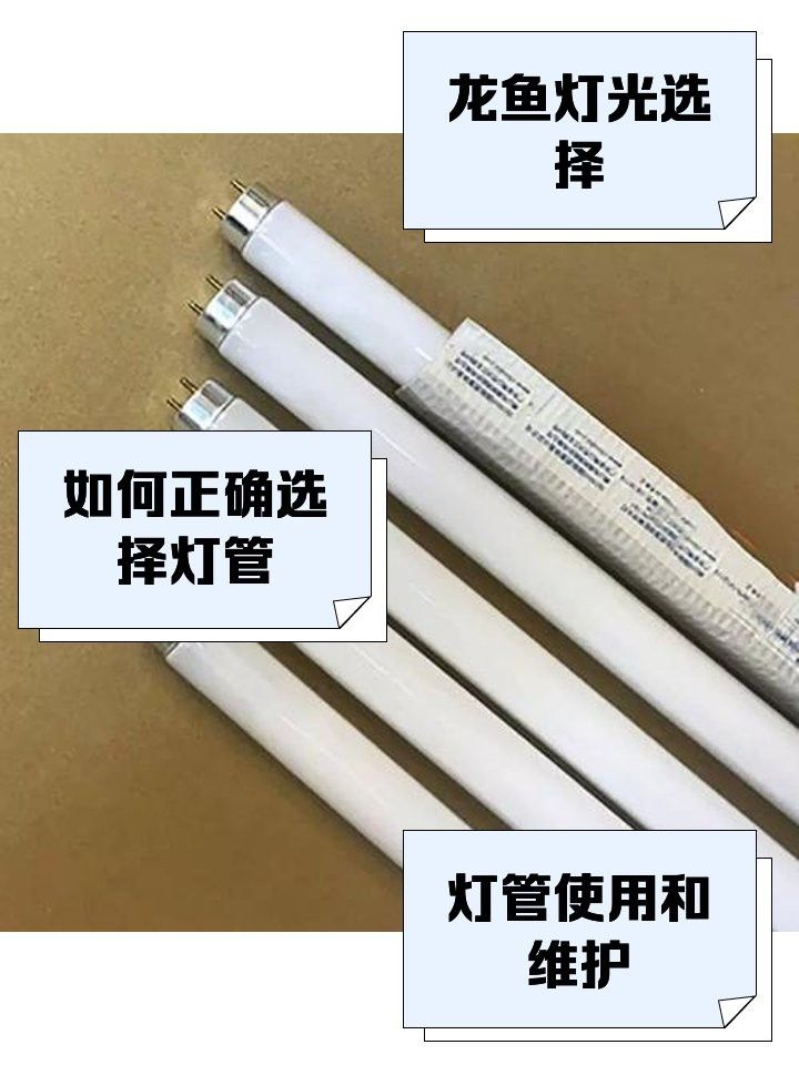 養(yǎng)龍魚用幾根燈管好