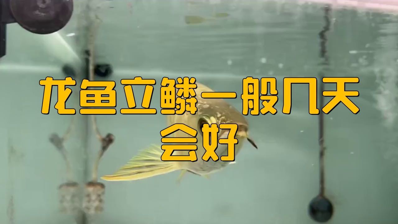 龍魚立鱗病多久能治好？ 龍魚立鱗病多久能治好？ 龍魚百科 第1張