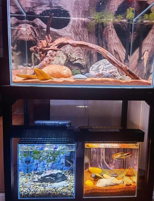如何加速雷龍魚認主進程？