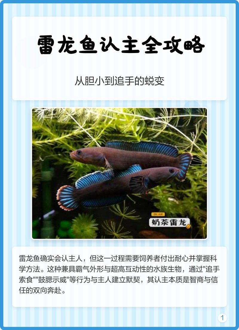 如何加速雷龍魚(yú)認(rèn)主進(jìn)程？