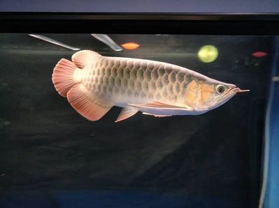 龍魚受到驚嚇多久能恢復（龍魚受到驚嚇后的恢復時間）