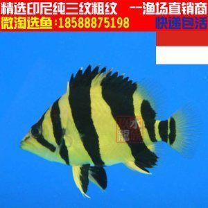 印尼紅龍魚苗價格:印尼紅龍魚苗價格受到多種因素影響印尼紅龍魚苗價格受多種影響