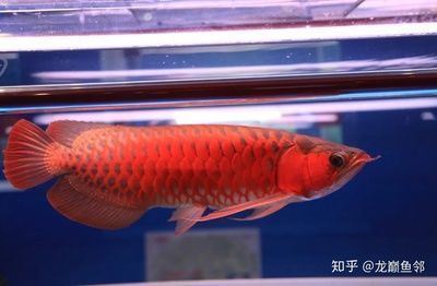 美拉龍魚（武吉美拉金龍魚是一種珍貴的觀賞魚，具有獨特的外觀和飼養特性） 美拉龍魚（武吉美拉金龍魚是一種珍貴的觀賞魚，具有獨特的外觀和飼養特性） 龍魚百科 第4張