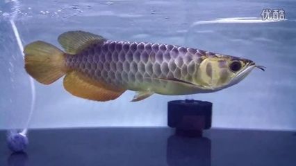 美拉龍魚（武吉美拉金龍魚是一種珍貴的觀賞魚，具有獨特的外觀和飼養特性） 美拉龍魚（武吉美拉金龍魚是一種珍貴的觀賞魚，具有獨特的外觀和飼養特性） 龍魚百科 第5張