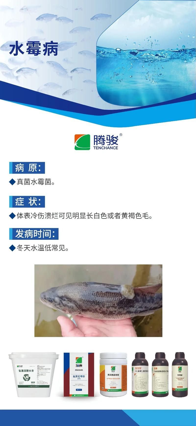 龍魚水霉病圖片高清