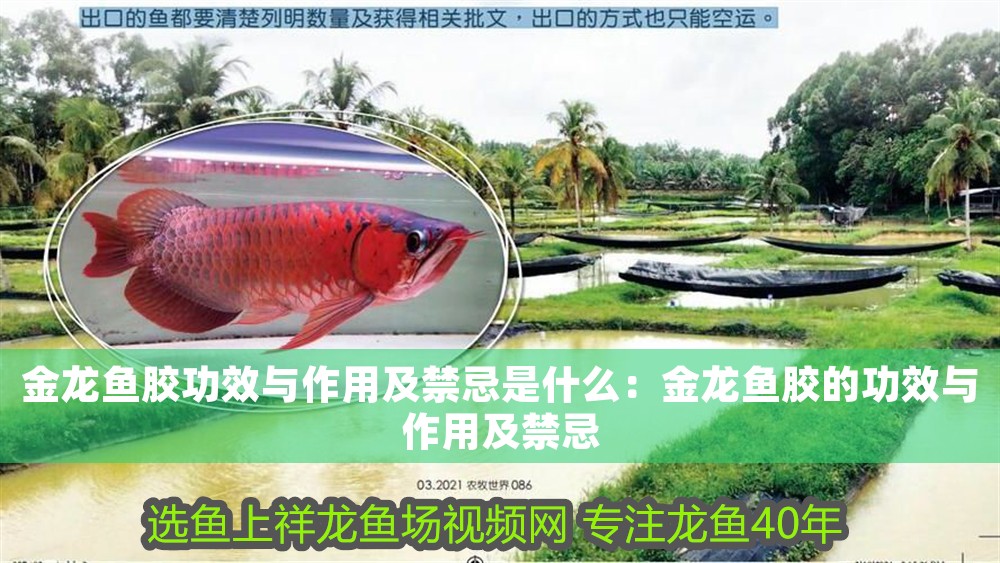 金龍魚膠功效與作用及禁忌是什么：金龍魚膠的功效與作用及禁忌