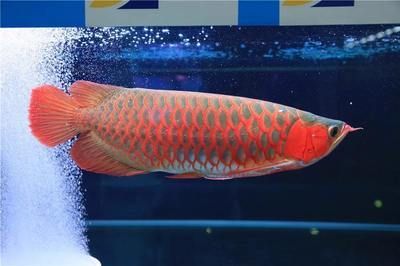 龍魚搭配關(guān)刀魚好看嗎：龍魚搭配關(guān)刀魚的觀賞效果
