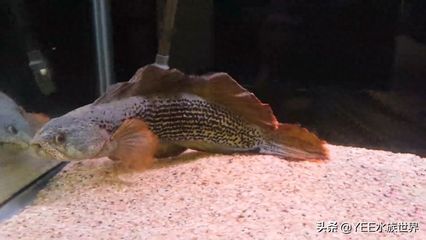 黃色的雷龍魚（雷龍魚飼養常見誤區,如何打造雷龍魚理想環境）
