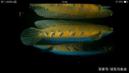 黃色的雷龍魚（雷龍魚飼養常見誤區,如何打造雷龍魚理想環境）