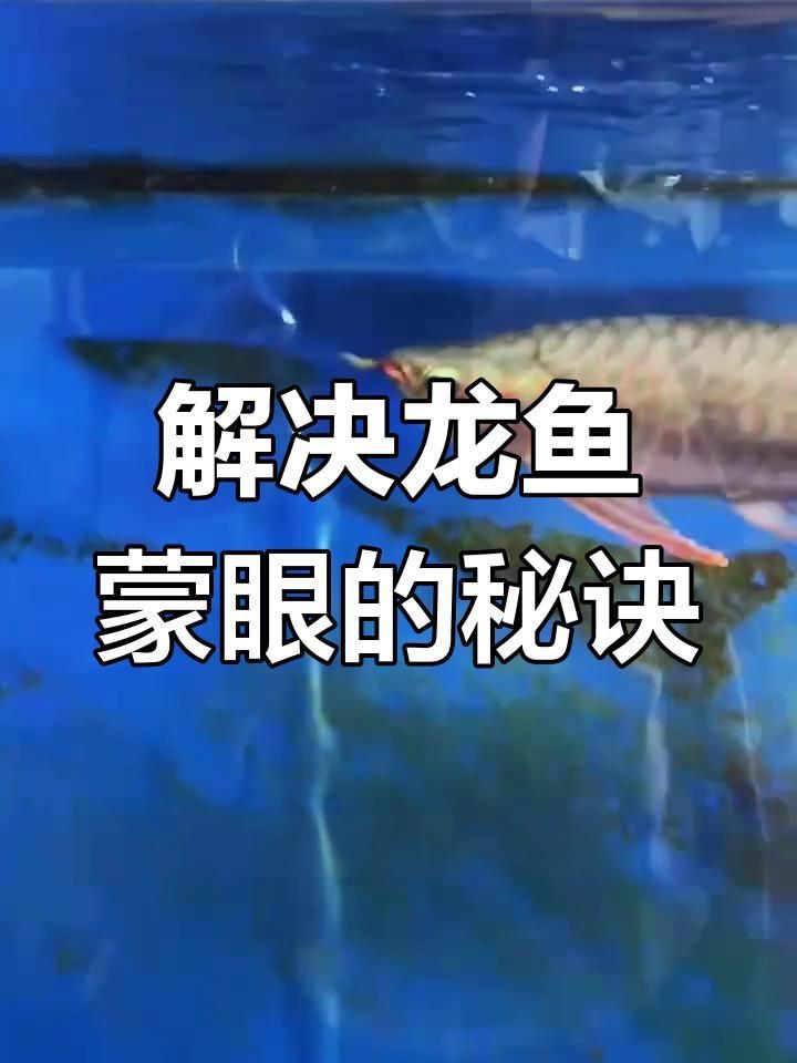 如何判斷龍魚蒙眼是否痊愈？