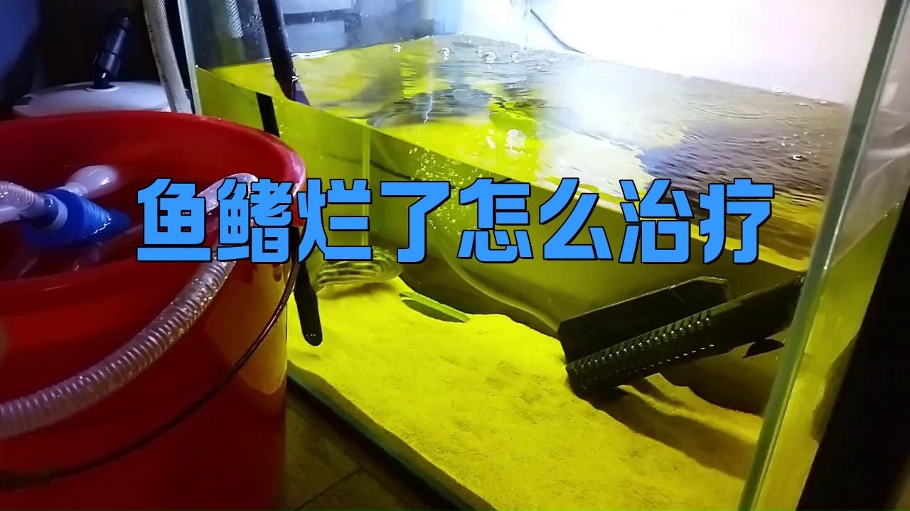 金龍魚七鰭爛了怎么辦？