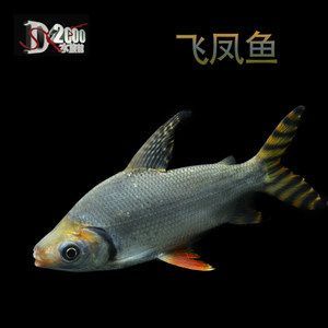 紅龍魚搭配多少條飛鳳魚：紅龍魚與飛鳳魚的搭配數量