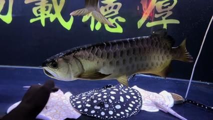 龍魚養多少年才會變炮彈頭：龍魚養多少年會變炮彈頭