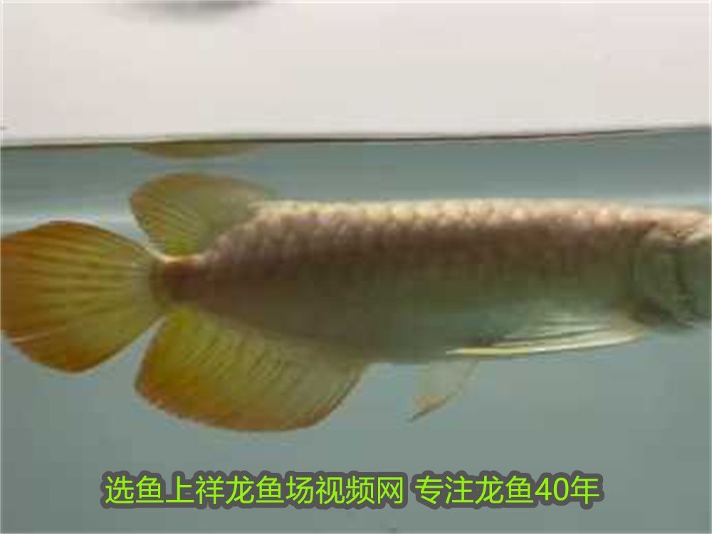 龍魚經常撞缸是怎么回事：龍魚總是撞缸是怎么回事？原因分析與解決方法
