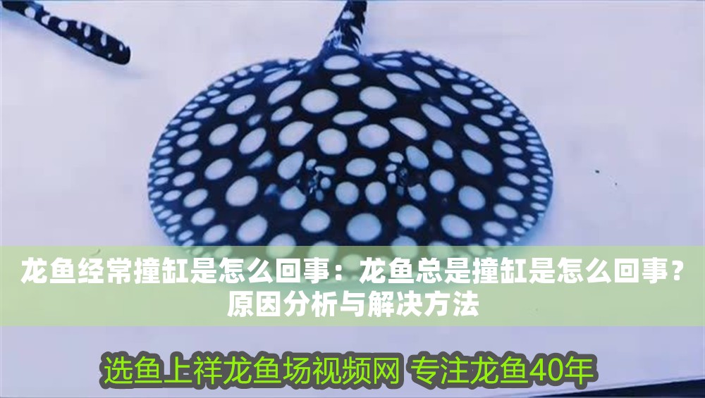 龍魚經常撞缸是怎么回事：龍魚總是撞缸是怎么回事？原因分析與解決方法