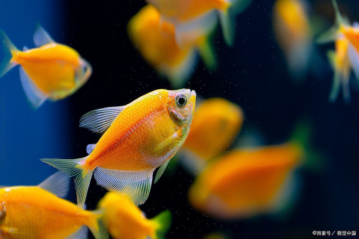 如何判斷紅龍魚是否恢復進食