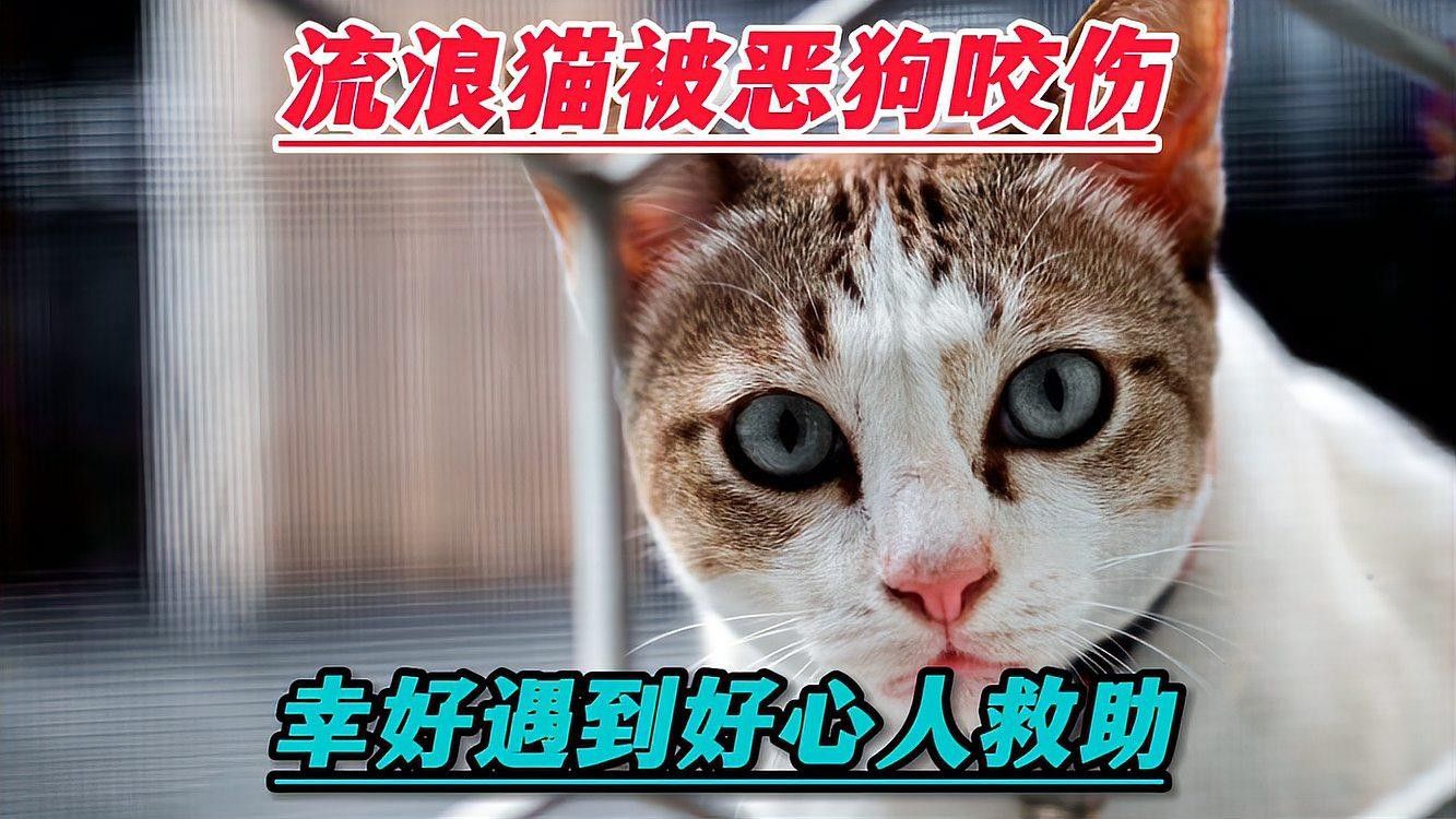 龍貓咬傷后需要忌口嗎？