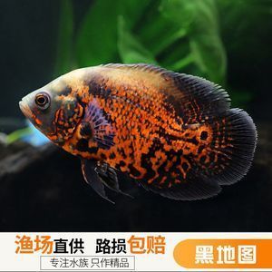 龍魚配魚上檔次：龍魚與金魚的搭配