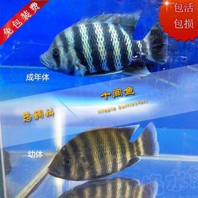 龍魚(yú)配魚(yú)上檔次：龍魚(yú)與金魚(yú)的搭配