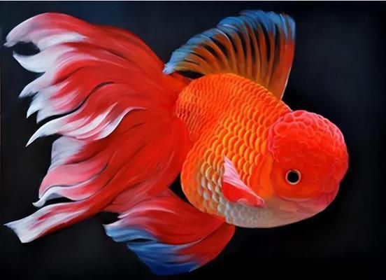 紅龍魚缸背景什么顏色好看（紅龍魚缸背景什么顏色好看圖片） 紅龍魚缸背景什么顏色好看（紅龍魚缸背景什么顏色好看圖片） 龍魚百科