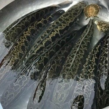 黑龍魚大概多少錢