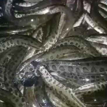 黑龍魚(yú)大概多少錢