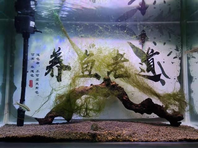 紅龍魚為什么是金色的（紅龍魚為什么是金色的呢）