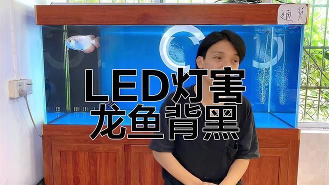 養(yǎng)龍魚用led燈好不好
