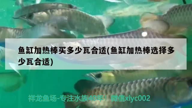 龍魚打芯片是什么意思啊視頻：龍魚打芯片是什么意思？詳解龍魚芯片植入技術及其意義