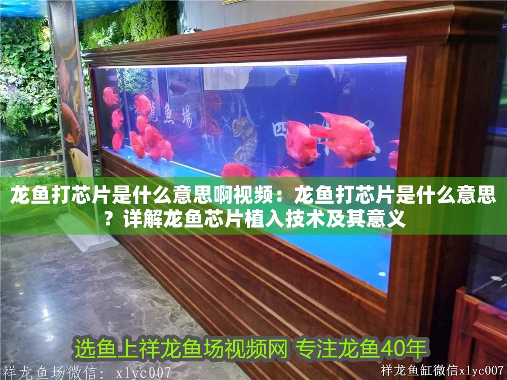 龍魚打芯片是什么意思啊視頻：龍魚打芯片是什么意思？詳解龍魚芯片植入技術(shù)及其意義