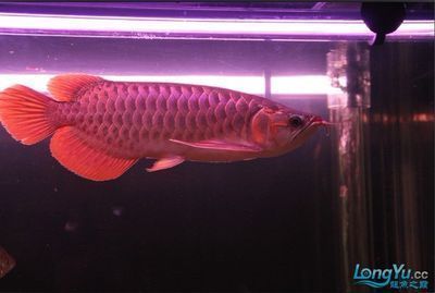 龍魚之巔論壇龍魚之巔：龍魚之巔論壇是一個專業的龍魚水族論壇是一個專業的龍魚水族論壇