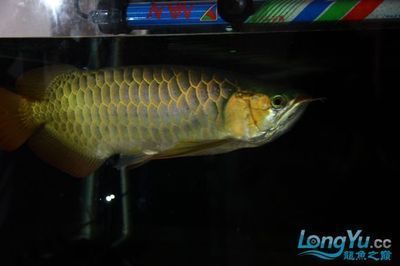 龍魚之巔論壇龍魚之巔：龍魚之巔論壇是一個專業的龍魚水族論壇是一個專業的龍魚水族論壇
