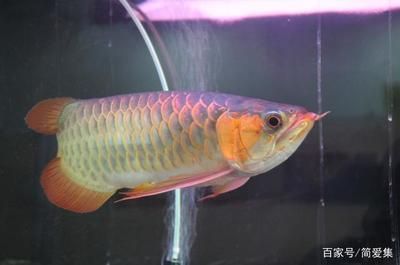 頂級龍魚缸品牌有哪些（選擇頂級龍魚缸品牌時可以參考多個因素參考多個因素） 頂級龍魚缸品牌有哪些（選擇頂級龍魚缸品牌時可以參考多個因素參考多個因素） 龍魚百科 第5張