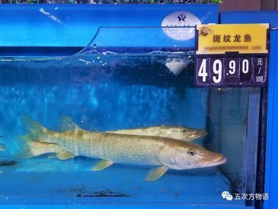 超市賣的龍魚是什么魚：超市賣的“龍利魚”50元1斤，為何超市只賣10元1斤