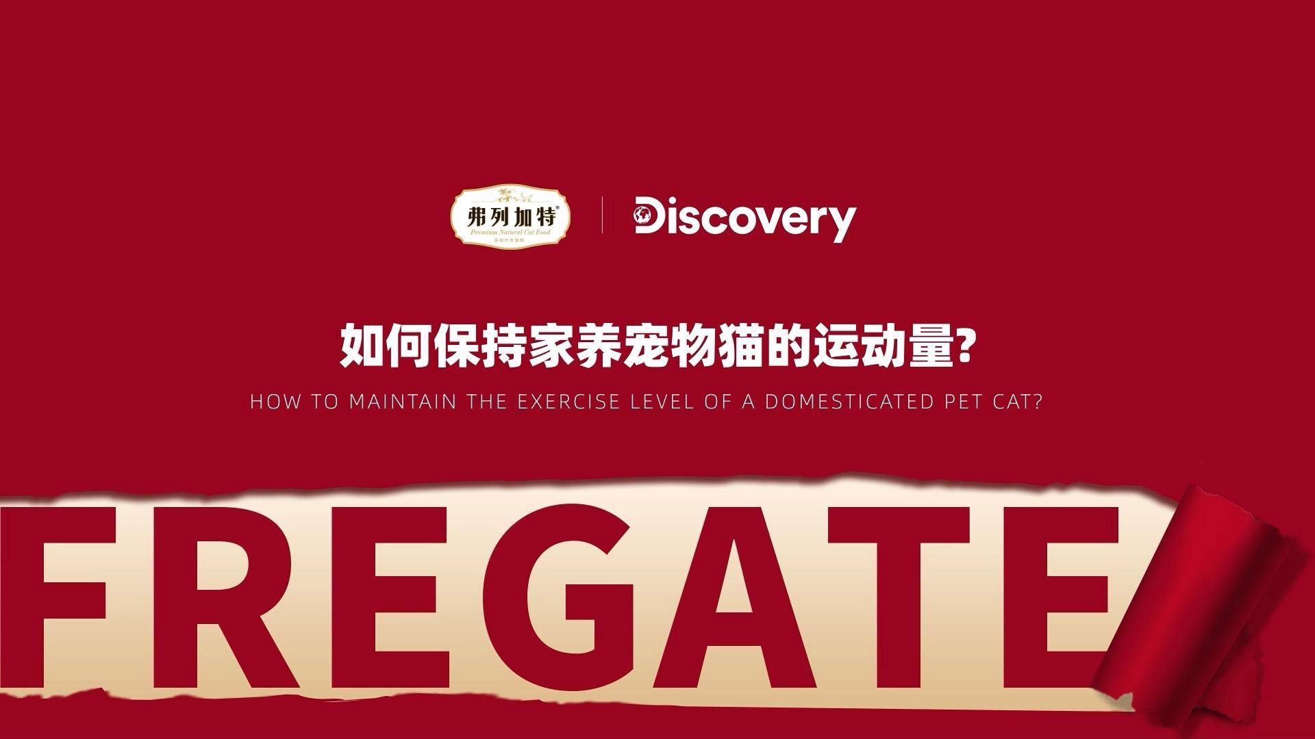 如何給龍貓和貓提供足夠運動？